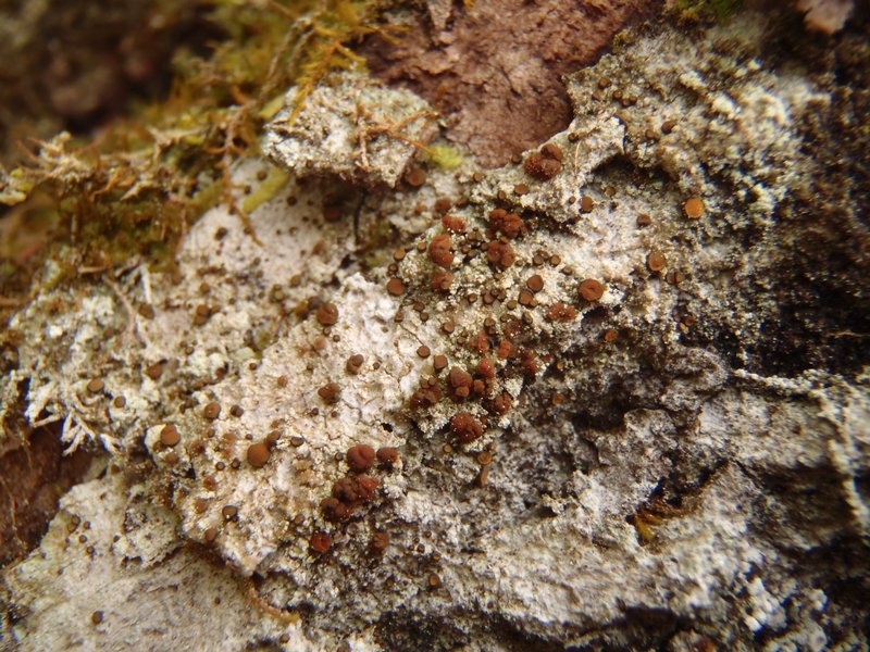 Brigantiaea praetermissa