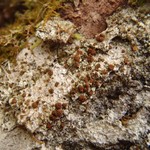 Brigantiaea praetermissa