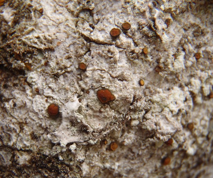 Brigantiaea praetermissa