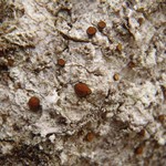 Brigantiaea praetermissa