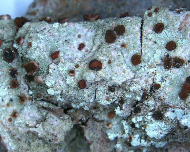 Brigantiaea praetermissa