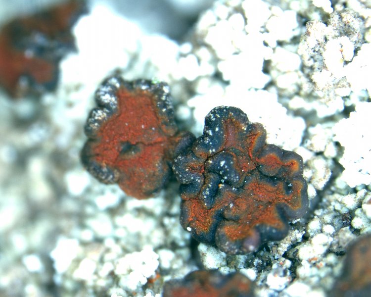 Brigantiaea praetermissa