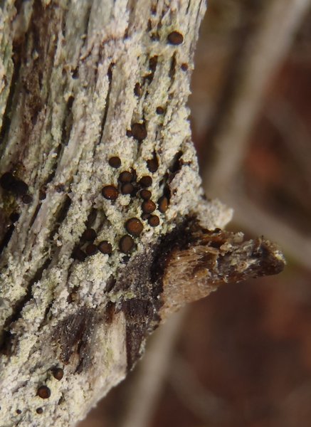 Brigantiaea praetermissa