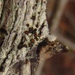 Brigantiaea praetermissa