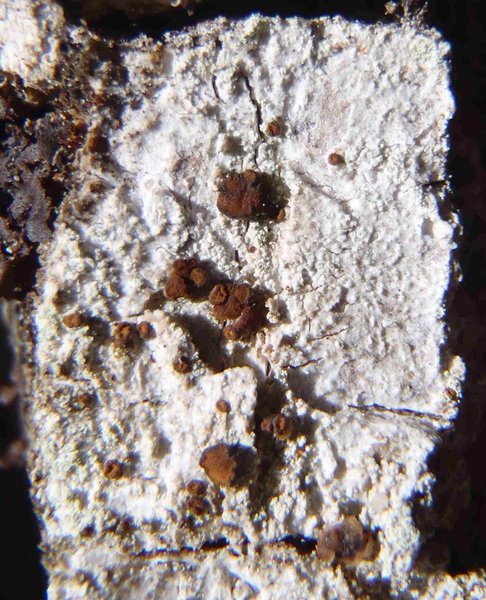 Brigantiaea praetermissa