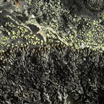 Brodoa oroarctica