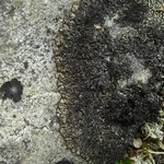 Brodoa oroarctica