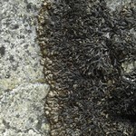 Brodoa oroarctica