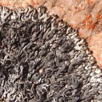 Brodoa oroarctica