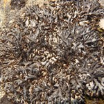 Brodoa oroarctica