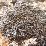 Brodoa oroarctica
