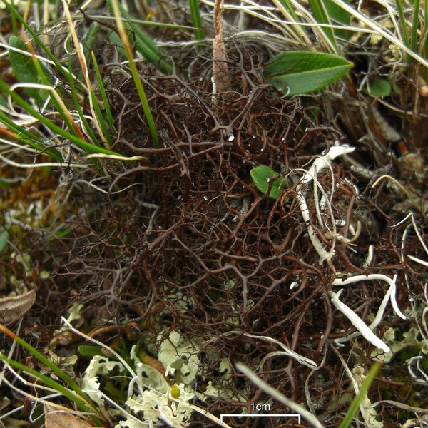 Bryocaulon divergens