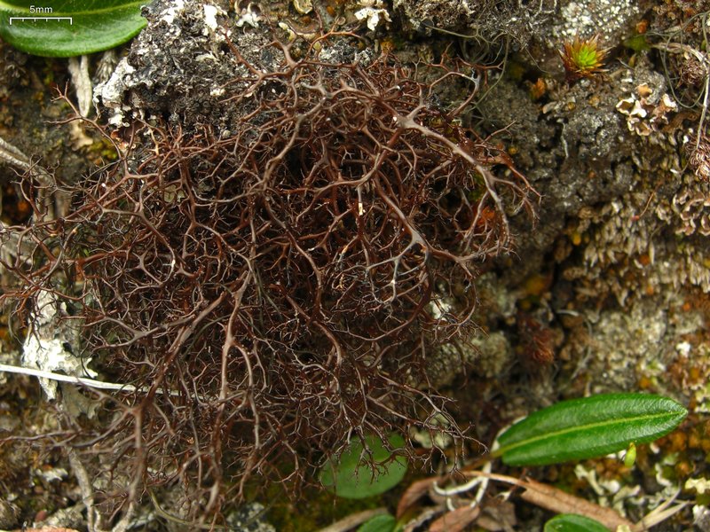 Bryocaulon divergens