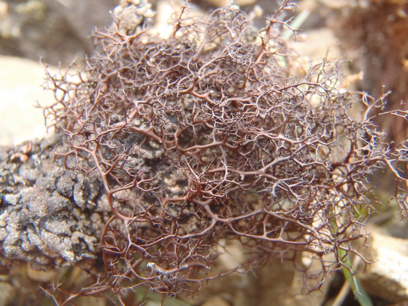 Bryocaulon divergens