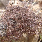 Bryocaulon divergens