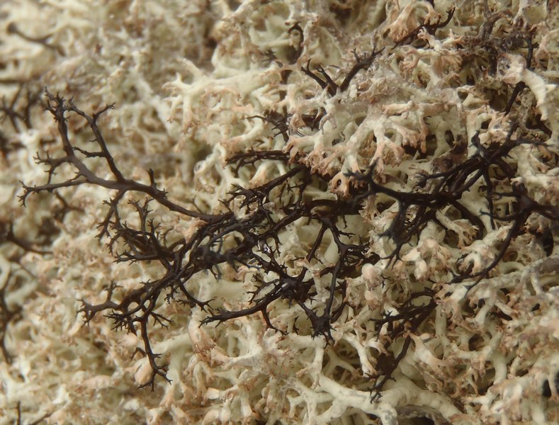 Bryocaulon divergens