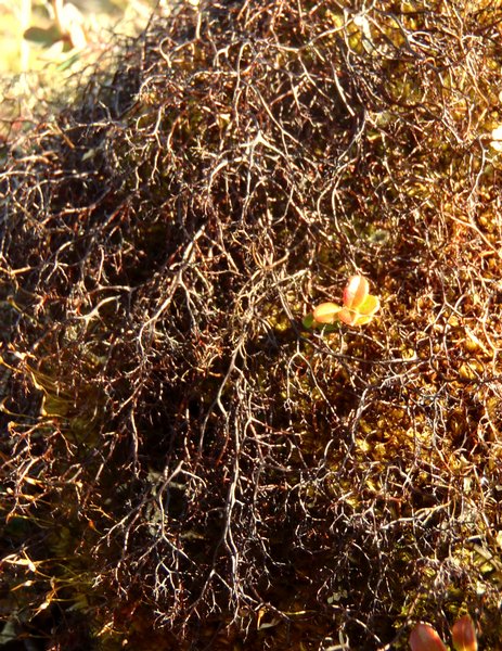 Bryocaulon divergens