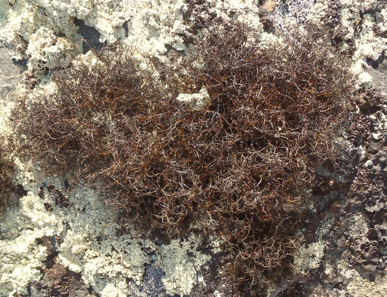 Bryocaulon divergens