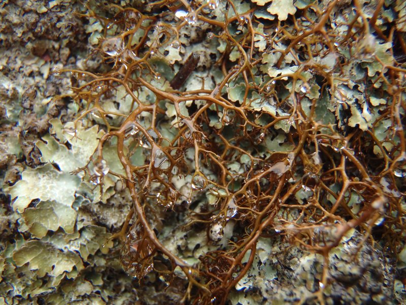 Bryocaulon divergens