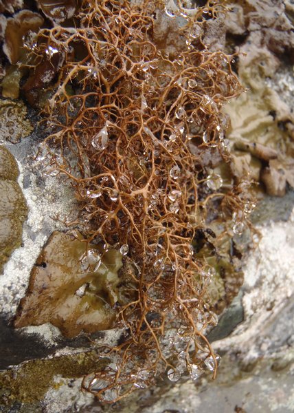 Bryocaulon divergens