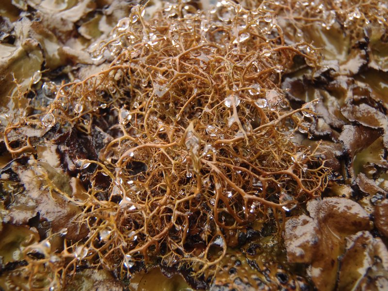 Bryocaulon divergens