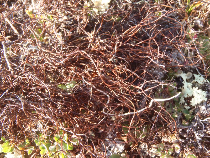 Bryocaulon hyperboreum