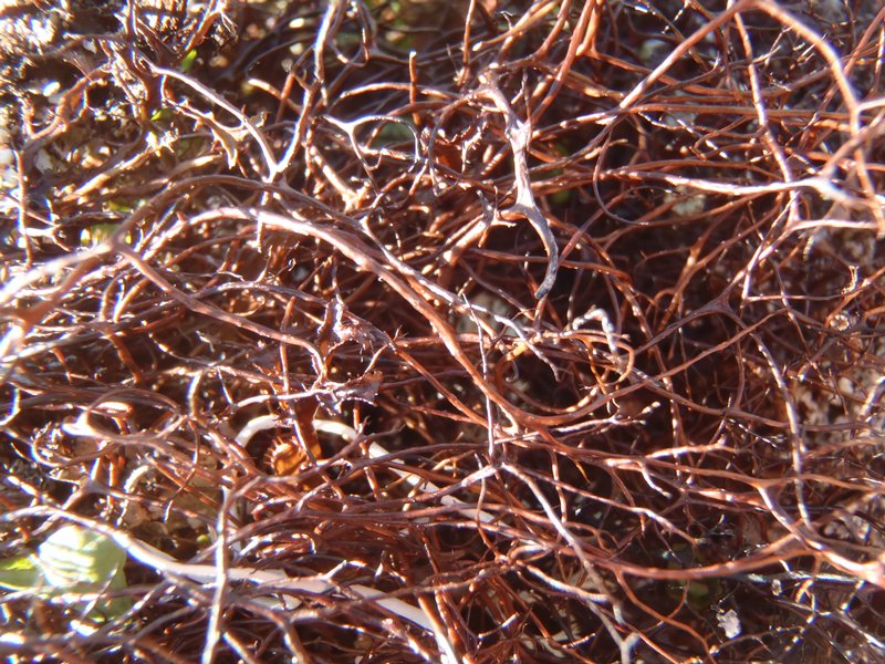 Bryocaulon hyperboreum