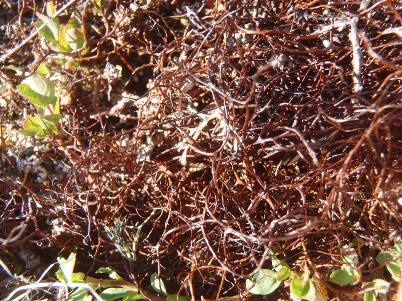 Bryocaulon hyperboreum