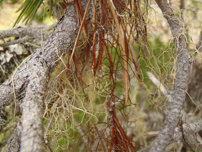 Bryocaulon pseudosatoanum