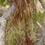 Bryocaulon pseudosatoanum