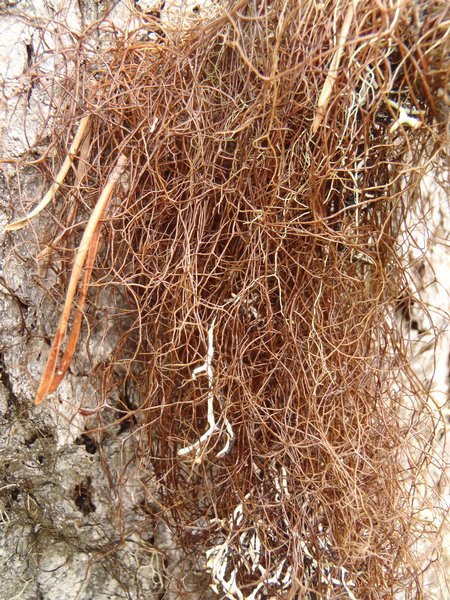 Bryocaulon pseudosatoanum