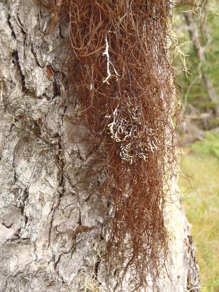 Bryocaulon pseudosatoanum