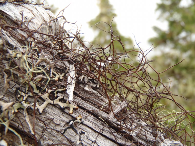 Bryocaulon pseudosatoanum