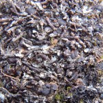 Bryonora curvescens