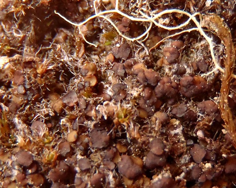 Bryonora pruinosa