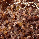 Bryonora pruinosa