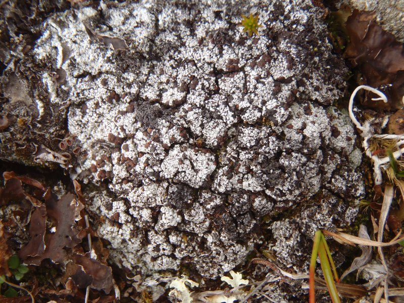 Bryonora pruinosa