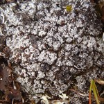 Bryonora pruinosa