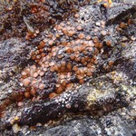 Bryonora septentrionalis