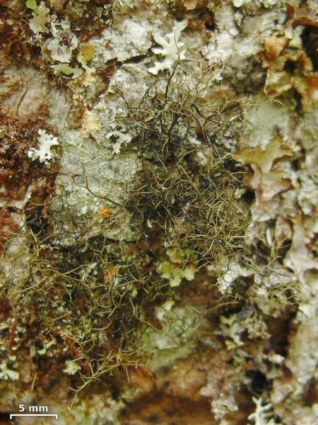 Bryoria bicolor