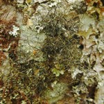 Bryoria bicolor