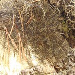 Bryoria bicolor