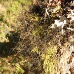 Bryoria bicolor