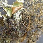 Bryoria bicolor