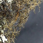 Bryoria bicolor