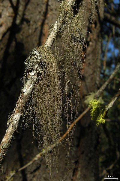 Bryoria pikei