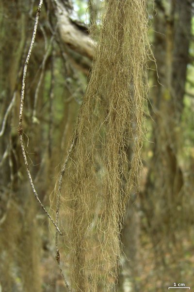 Bryoria pikei