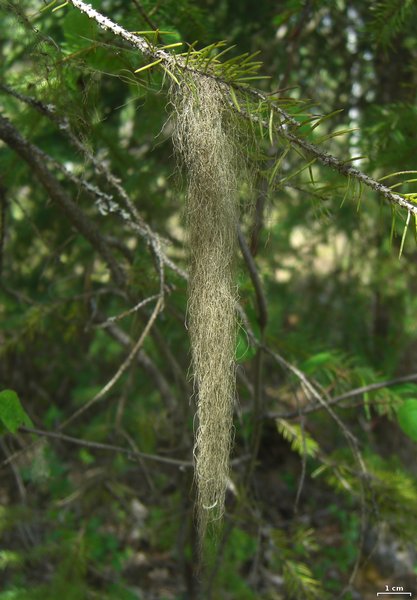 Bryoria pikei