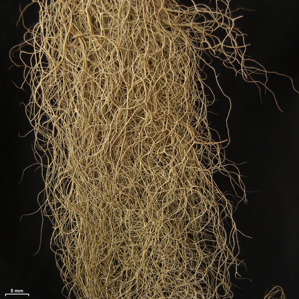 Bryoria pikei