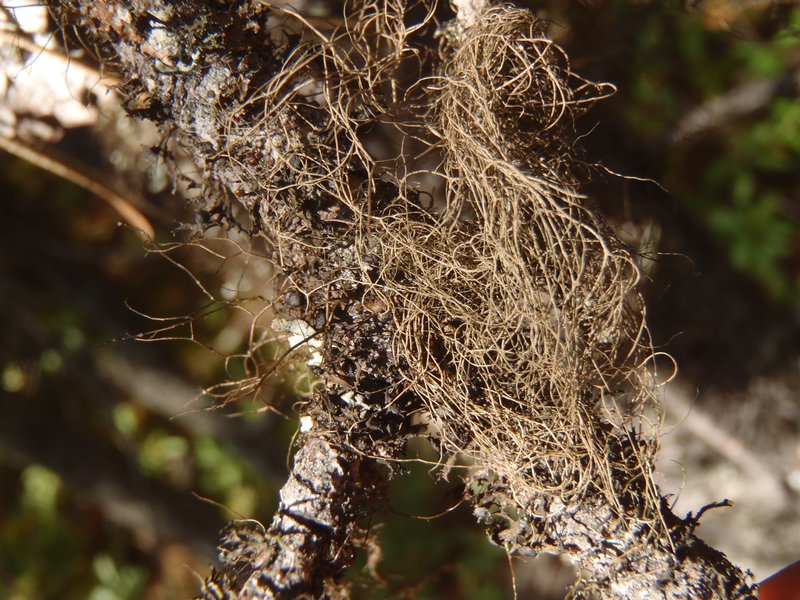 Bryoria pikei